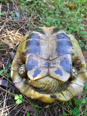 Testudo hermanni