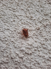 Carpocoris fuscispinus