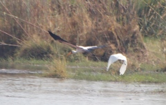 Ardea alba melanorhynchos