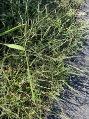 Panicum dichotomiflorum