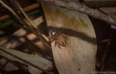 Maratus scutulatus