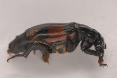 Nicrophorus