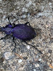 Carabus scabrosus