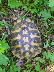 Testudo hermanni