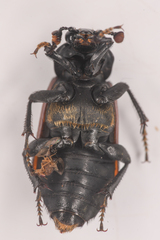 Nicrophorus