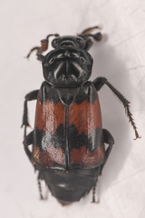 Nicrophorus