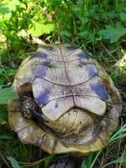 Testudo hermanni