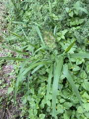 Setaria scheelei