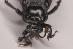Nicrophorus
