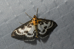 Anania hortulata
