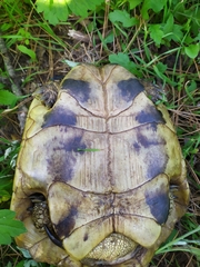 Testudo hermanni