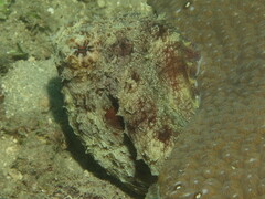 Octopus cyanea
