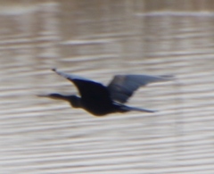 Anhinga rufa rufa