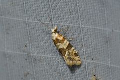 Aethes argentilimitana