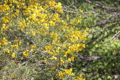 Senna artemisioides