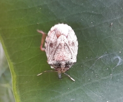 Antiteuchus