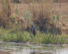 Ardea goliath