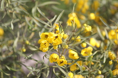 Senna artemisioides
