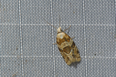 Aethes argentilimitana