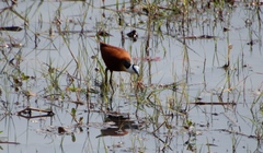 Actophilornis africanus