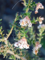 Erica perlata