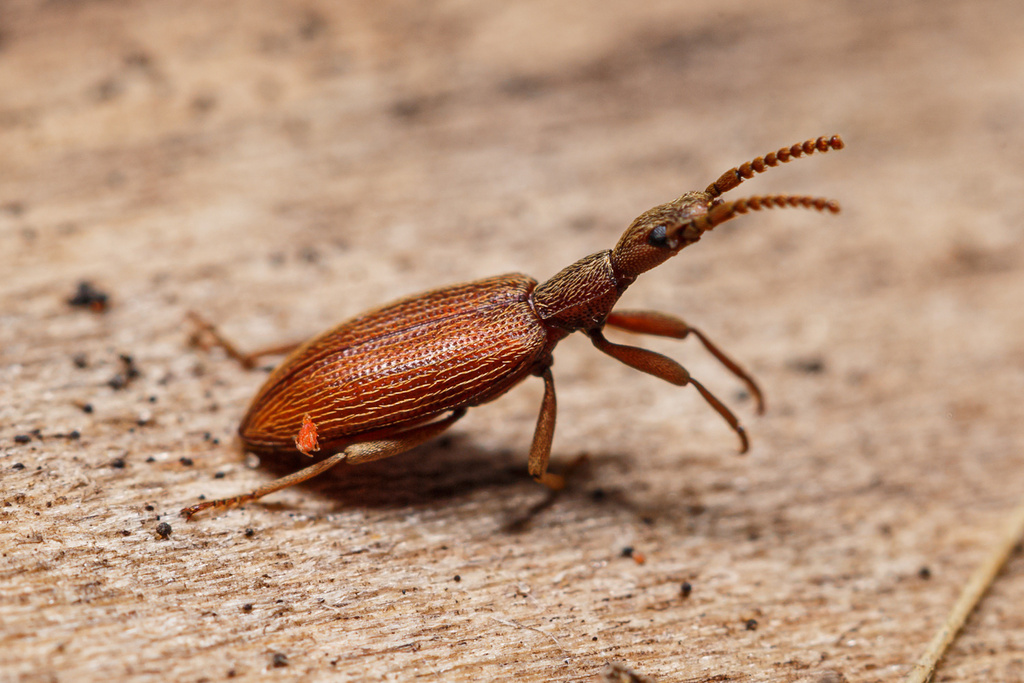 Tagenostola