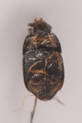 Ptiliidae