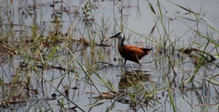 Actophilornis africanus