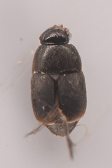 Ptiliidae