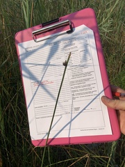 Schoenoplectus torreyi