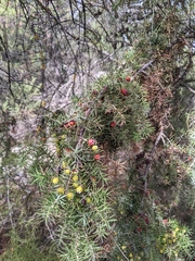 Juniperus oxycedrus