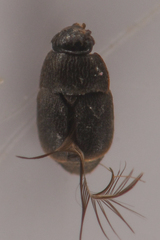 Ptiliidae