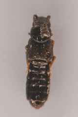 Aleocharinae