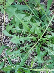 Taraxacum officinale