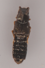 Aleocharinae