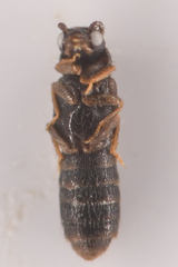 Aleocharinae