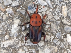 Rhynchophorus ferrugineus