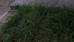 Cenchrus clandestinus