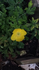 Papaver cambricum