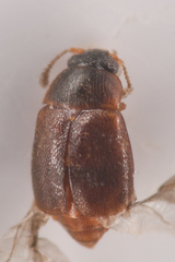 Proteininae