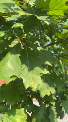 Quercus rubra