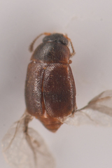 Proteininae