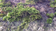 Hypnum cupressiforme