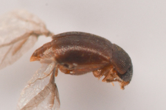 Proteininae