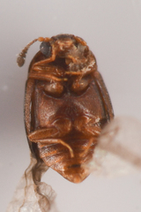Proteininae