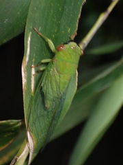 Chremistica ochracea