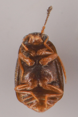 Proteininae
