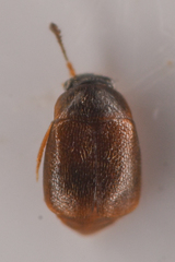 Proteininae