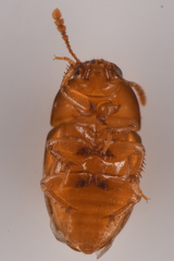 Leiodidae