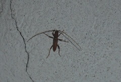 Achryson immaculipenne